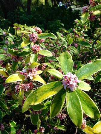The Carolee Shields White Flower Garden